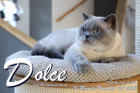 Dolce ist 12 Monate alt ( 07.11.2020 )