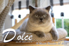 Dolce ist 12 Monate alt ( 07.11.2020 )