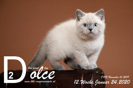 Dolce ist 12 Wochen alt ( 24.01.2020 )
