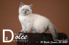 Dolce ist 12 Wochen alt ( 24.01.2020 )