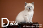 Dolce ist 12 Wochen alt ( 24.01.2020 )