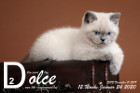 Dolce ist 12 Wochen alt ( 24.01.2020 )