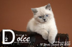 Dolce ist 12 Wochen alt ( 24.01.2020 )