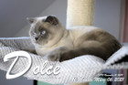 Dolce ist 16 Monate alt ( 06.03.2021 )