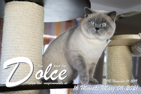 Dolce ist 16 Monate alt ( 06.03.2021 )
