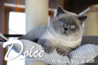 Dolce ist 16 Monate alt ( 06.03.2021 )