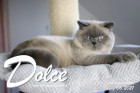 Dolce ist 16 Monate alt ( 06.03.2021 )