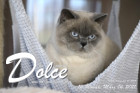 Dolce ist 16 Monate alt ( 06.03.2021 )