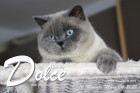 Dolce ist 16 Monate alt ( 06.03.2021 )