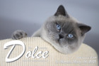 Dolce ist 16 Monate alt ( 06.03.2021 )
