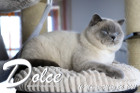 Dolce ist 16 Monate alt ( 06.03.2021 )