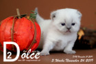 Dolce ist 3 Wochen alt ( 24.11.2019 )