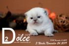 Dolce ist 3 Wochen alt ( 24.11.2019 )