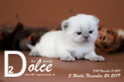Dolce ist 3 Wochen alt ( 24.11.2019 )