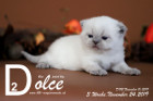 Dolce ist 3 Wochen alt ( 24.11.2019 )
