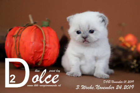 Dolce ist 3 Wochen alt ( 24.11.2019 )
