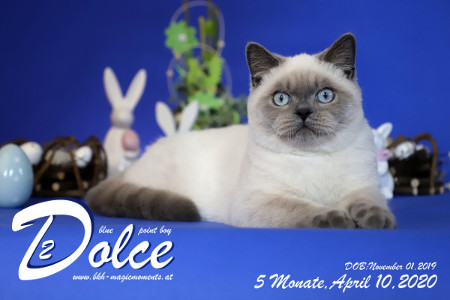 Dolce ist 5 Monate alt ( 10.04.2020 )