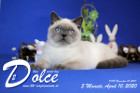 Dolce ist 5 Monate alt ( 10.04.2020 )