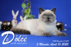 Dolce ist 5 Monate alt ( 10.04.2020 )
