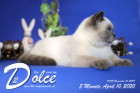 Dolce ist 5 Monate alt ( 10.04.2020 )