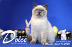 Dolce ist 5 Monate alt ( 10.04.2020 )