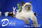 Dolce ist 5 Monate alt ( 10.04.2020 )