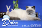 Dolce ist 5 Monate alt ( 10.04.2020 )