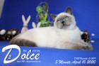 Dolce ist 5 Monate alt ( 10.04.2020 )
