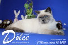 Dolce ist 5 Monate alt ( 10.04.2020 )