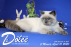 Dolce ist 5 Monate alt ( 10.04.2020 )