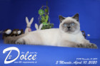 Dolce ist 5 Monate alt ( 10.04.2020 )