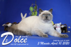 Dolce ist 5 Monate alt ( 10.04.2020 )