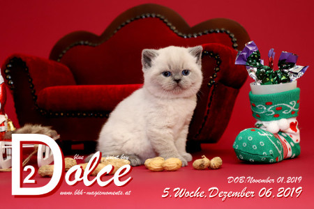 Dolce ist 5 Wochen alt ( 06.12.2019 )