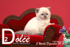 Dolce ist 5 Wochen alt ( 06.12.2019 )