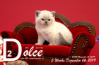 Dolce ist 5 Wochen alt ( 06.12.2019 )