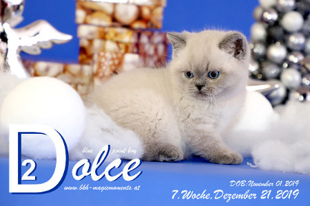 Dolce ist 7 Wochen alt ( 21.12.2019 )