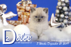 Dolce ist 7 Wochen alt ( 21.12.2019 )