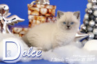 Dolce ist 7 Wochen alt ( 21.12.2019 )
