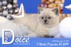 Dolce ist 7 Wochen alt ( 21.12.2019 )