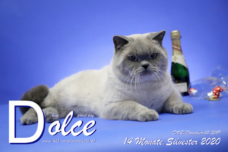 Dolce ist 14 Monate alt ( 31.12.2020 )