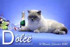 Dolce ist 14 Monate alt ( 31.12.2020 )