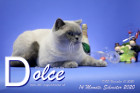 Dolce ist 14 Monate alt ( 31.12.2020 )