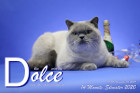 Dolce ist 14 Monate alt ( 31.12.2020 )