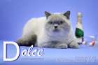 Dolce ist 14 Monate alt ( 31.12.2020 )