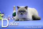 Dolce ist 14 Monate alt ( 31.12.2020 )