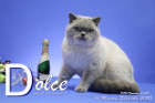 Dolce ist 14 Monate alt ( 31.12.2020 )