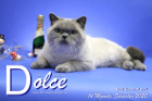 Dolce ist 14 Monate alt ( 31.12.2020 )
