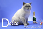 Dolce ist 14 Monate alt ( 31.12.2020 )
