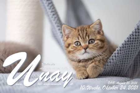 Unay alias Diego ist 10 Wochen alt ( 24.10.2021 )