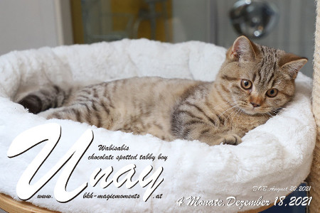 Unay alias Diego ist 4 Monate alt ( 18.12.2021 )